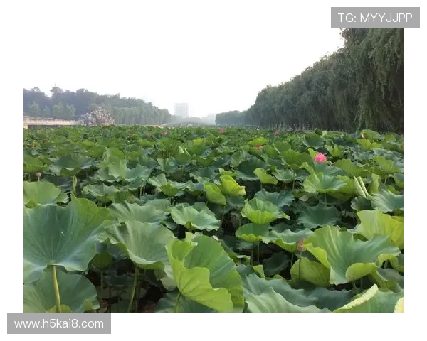 凯发九游娱乐电游游戏积极响应国家政策，推动绿色健康娱乐新发展